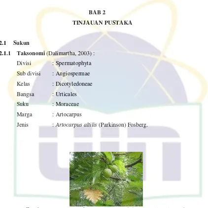 Gambar 1.  Tanaman Sukun (Artocarpus altilis) (Rusmiyanti, 2006) 