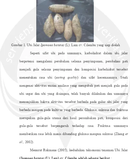 Gambar 1. Ubi Jalar Ipomoea batatas (L). Lam cv. Cilembu yang siap diolah  