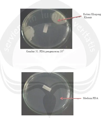 Gambar 31. PDA pengenceran 10-1