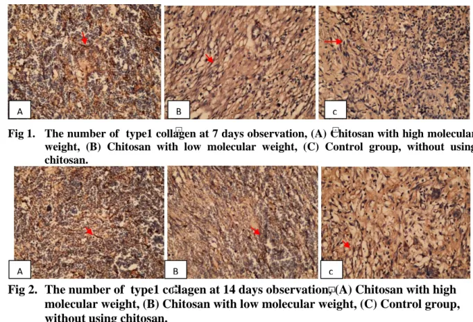 Fig 1.   The number of  type1 collagen at 7 days observation, (A) Chitosan with high molecular  weight,  (B)  Chitosan  with  low  molecular  weight,  (C)  Control  group,  without  using  chitosan
