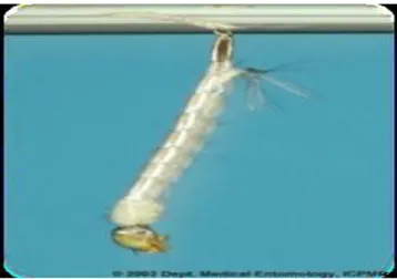 Gambar 2.3 Larva  Ae.aegypti(Mortimer, 1998) 