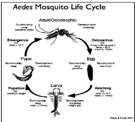 Gambar 2.7 The Aedes aegypti Life Cycle (Hopp and Foley, 2001)  2.2.6Habitat dan Kebiasaan Hidup