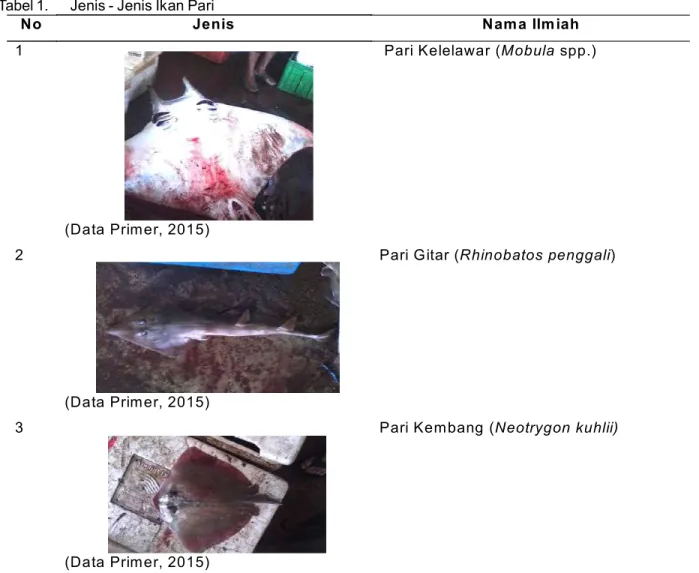 Tabel 1. Jenis - Jenis Ikan Pari