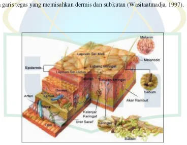 Gambar 2.1 Struktur Kulit