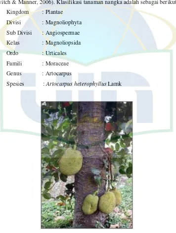 Gambar 2.3 Bagian Batang Artocarpus heterophyllus Lamk