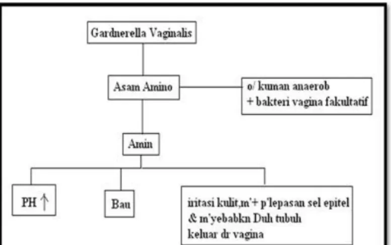 Gambar 3 PatogenesisGV 