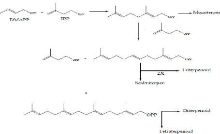 Gambar 14 Mekanisme Biosintesa Senyawa Terpenoid 