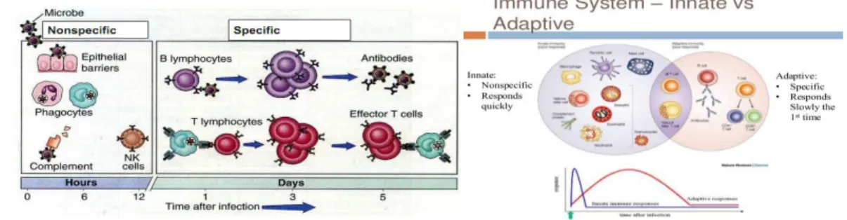 Gambar 15 Respon Imunitas Innate dan Adaptive 