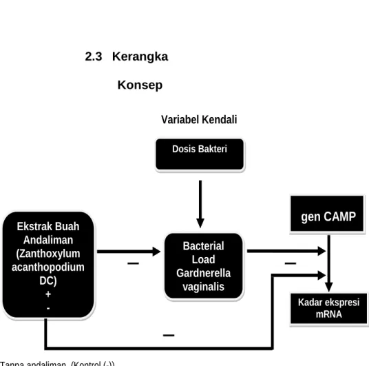 Gambar 20. Kerangka Konsep  2.4  Hipotesis  
