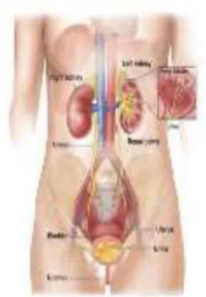 Gambar 1. Sistem Perkemihan 