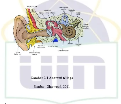 Gambar 2.1 Anatomi telinga 