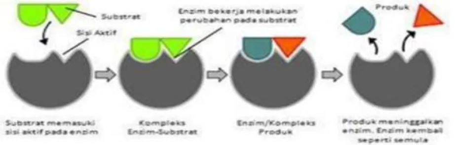 Gambar 5.1. Mekanisme reaksi enzim 