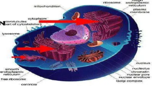 Gambar 1.10. Retikulum Endoplasma 