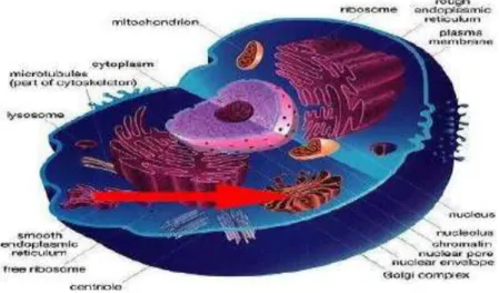 Gambar 1.11. Badan golgi 