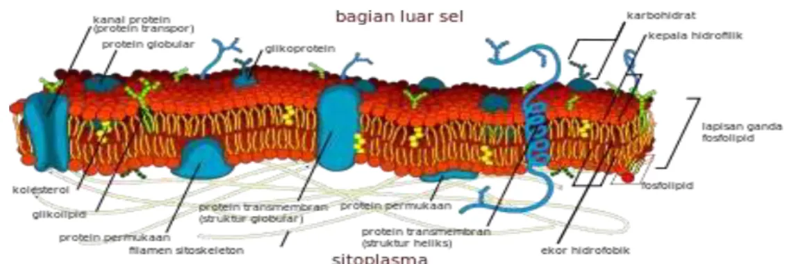 Gambar 1.14. Membran 