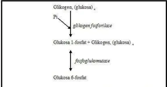 Gambar 2.24. Glikogenolisis 