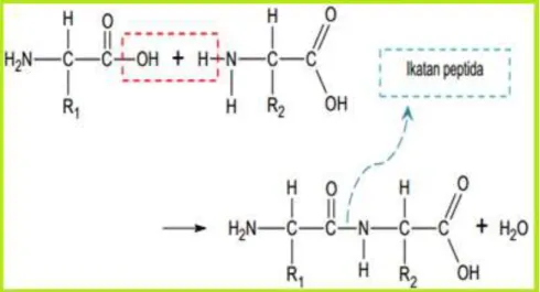 Gambar 3.1 Ikatan Peptida 