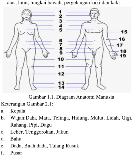Gambar 1.1. Diagram Anatomi Manusia  Keterangan Gambar 2.1: 