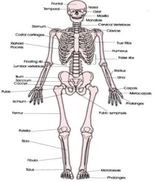 Gambar 2.1 Sistem Rangka (Skeleton) 
