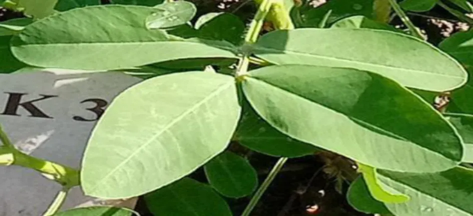 Gambar 2 Daun Kacang Tanah b.  Bunga 