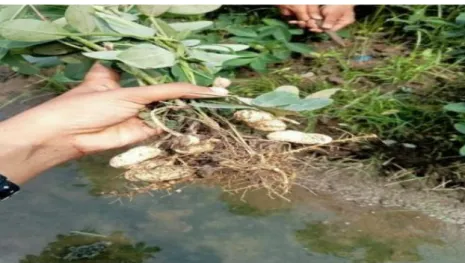 Gambar 4 Akar Kacang Tanah 
