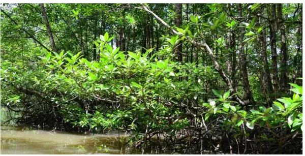 Gambar 2.4. Ekosistem Mangrove  Sumber : jurnalbumi.com 