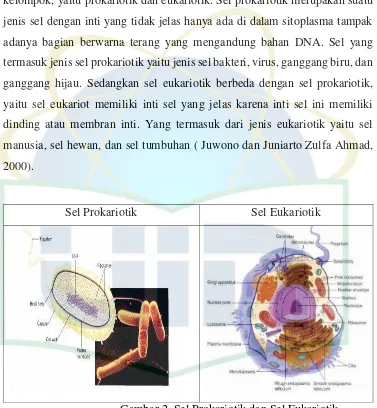 Gambar 2. Sel Prokariotik dan Sel Eukariotik 