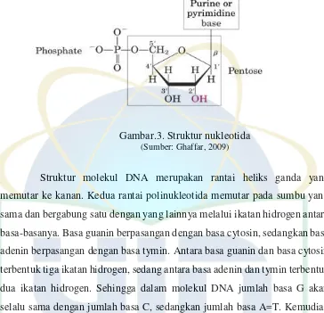 Gambar.3. Struktur nukleotida 