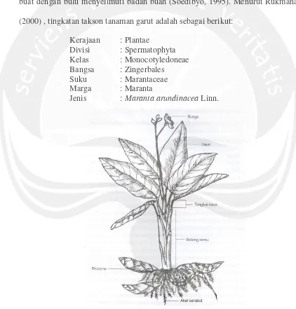 Gambar 1 b. Morfologi Tanaman Garut (Sumber : Rukmana, 2000).