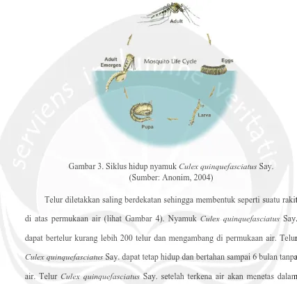 Gambar 3. Siklus hidup nyamuk  Culex quinquefasciatus Say. (Sumber: Anonim, 2004) 