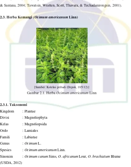 Gambar 2.1. Herba Ocimum americanum Linn 