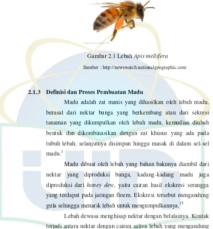 Gambar 2.1 Lebah Apis mellifera 