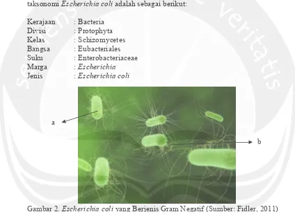 Gambar 2.  Escherichia coli yang Berjenis Gram Negatif (Sumber: Fidler, 2011)  Keterangan: a = bentuk batang pendek, b = flagela yang berjenis peritrik, terdapat di seluruh permukaan tubuh  