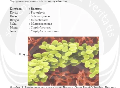 Gambar 3.  Staphylococcus aureus yang Berjenis Gram Positif (Sumber: Pratama, 2005). Staphylococcus aureus berbentuk kokus, memiliki diameter 0,5-1,0 mm, dan koloni berwarna kuning (Sumber: Todar, 2002) Keterangan: x = koloni bakteri yang bergerombol seperti buah anggur 