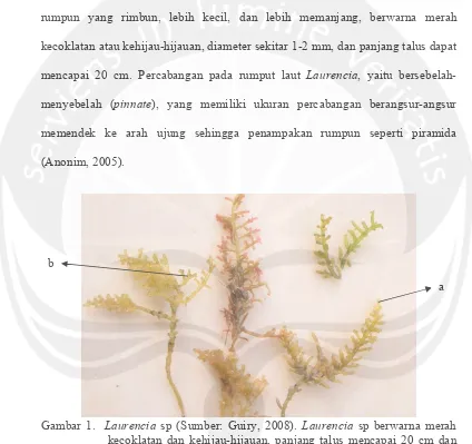 Gambar 1.  Laurencia sp (Sumber: Guiry, 2008). Laurencia sp berwarna merah kecoklatan dan kehijau-hijauan, panjang talus mencapai 20 cm dan diameter 1-2 mm (Sumber: Anonim, 2005) Keterangan: a = talus silindris, b = percabangan dichotomous  