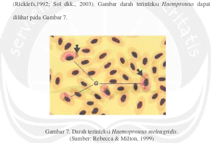 Gambar 7. Darah terinfeksi Haemoproteus meleagridis.