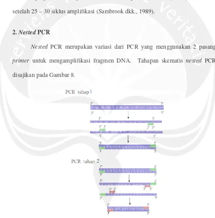 Gambar 8. Skema proses nestedKeterangan : Primer(Sumber: Wheeler R., 2005. Telah dimodifikasi) PCR