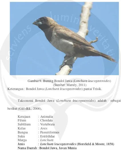 Gambar 9. Burung Bondol Jawa (Lonchura leucogastroides)