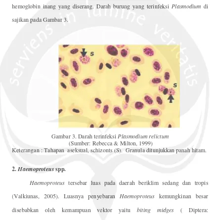 Gambar 3. Darah terinfeksi Plasmodium relictum
