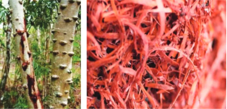 Gambar 4.1  Tanaman Kayu Jawa  Sumber: https://decyra.com/jenis-kayu/
