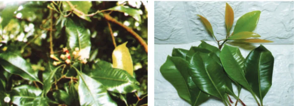 Gambar 2.1  Eugenia aromatica O.K