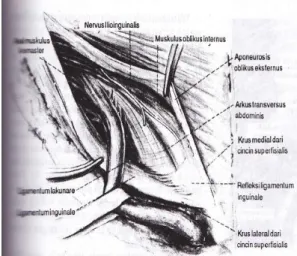 Gambar 4. Letak Anatomi Inguinalis