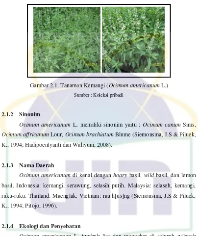 Gambar 2.1. Tanaman Kemangi (Ocimum americanum L.) 