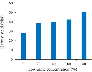 Table 6 shows that a urine concentration of 80% can provide higher harvest yields per  crop, although it is no different from a concentration of 20-60%