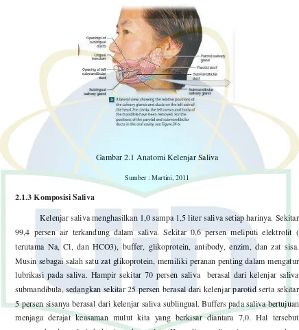 Gambar 2.1 Anatomi Kelenjar Saliva 