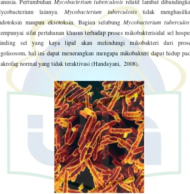 Gambar 2. Mycobacterium tuberculosis 