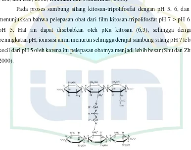 Gambar 2.6 Struktur Kitosan-Tripolifosfat 