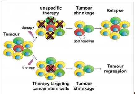 Gambar 2.3. CSC  sebagai target terapi kanker mengakibatkan pengecilan tumor,  terapi target yang tidak spesifik pada CSC mengakibatkan kekambuhan