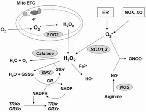 Gambar 2.4. Homeostatis redoks (redox regulation). H 2 O 2  berasal dari hasil reaksi  O 2 -   oleh SOD  di  mitokondria,  retikulum endoplasma  dan  dikatalisis oleh  katalase,  GPX dan Fe 2+ 13 