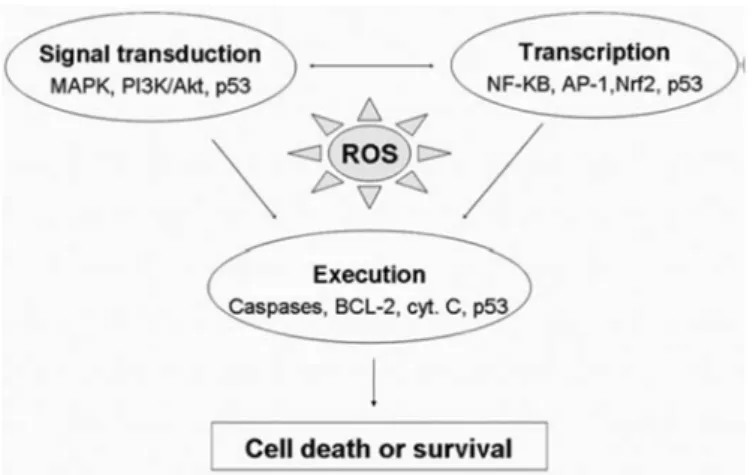 Gambar  2.5.  Jalur  persinyalan  ROS  pada  regulasi  cell survival. ROS  meregulasi  transkripsi NF-kB, AP-1, Nrf2, dan p53